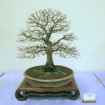 Chinese Elm