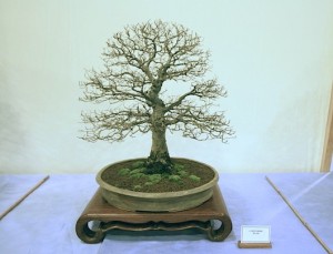 Chinese Elm