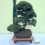 Chinese Juniper Chinese Juniper