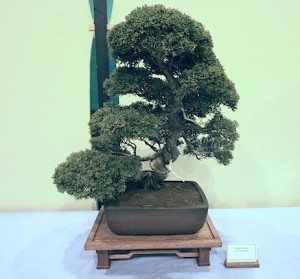 Chinese Juniper Chinese Juniper