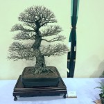 Chinese cork bark elm
