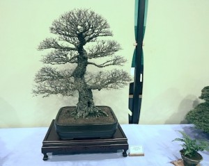 Chinese cork bark elm Chinese cork bark elm