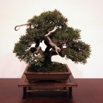Chinese juniper Chinese juniper