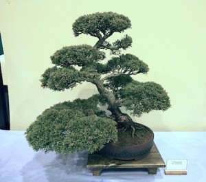 Chinese juniper Chinese juniper
