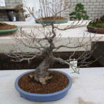 Cork bark Maple