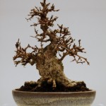 1st place Korean Hornbeam