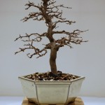 Hornbeam