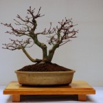 Deshojo maple