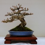 3rd place Forsythia