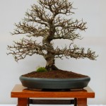 2nd place Siberian Elm