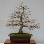 Siberian Elm