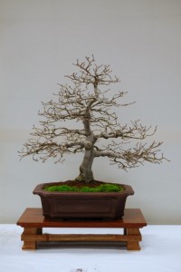 Siberian Elm
