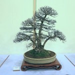 English Elm