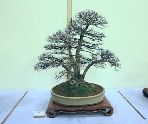 English Elm
