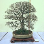 English Elm
