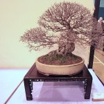 English Elm