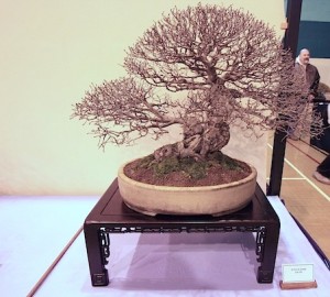 English Elm