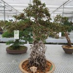 Exposed root Azalea
