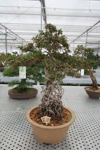 Exposed root Azalea Exposed root Azalea