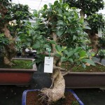 Ficus Ficus