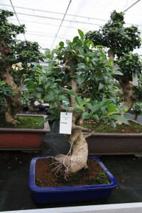 Ficus Ficus