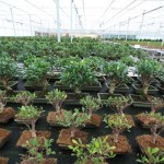 Ficus retusas Ficus retusas