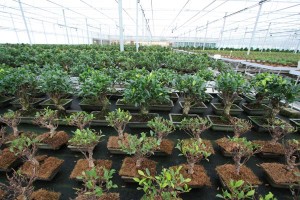Ficus retusas