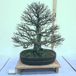 Grey Alder
