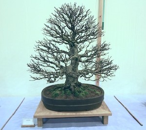 Grey Alder Grey Alder