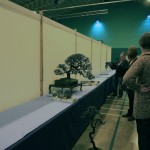 John Pitt setting up his three tree display of Blackthorns