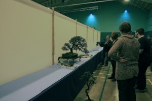 John Pitt set up John Pitt setting up his three tree display of Blackthorns
