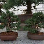 Juniperus chinensis Juniperus chinensis