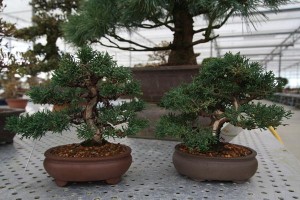 Juniperus chinensis Juniperus chinensis