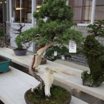 Juniperus rigida Juniperus rigida
