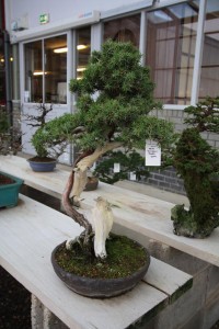 Juniperus rigida Juniperus rigida