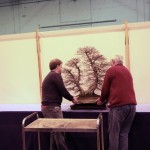 Large Korean Hornbeam being put in place