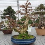 Korean Hornbeam Korean Hornbeam