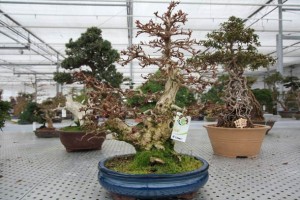 Korean Hornbeam