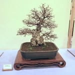 Korean Hornbeam