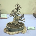 Korean Hornbeam Korean Hornbeam