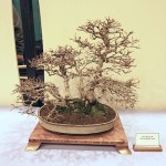 Korean Hornbeam