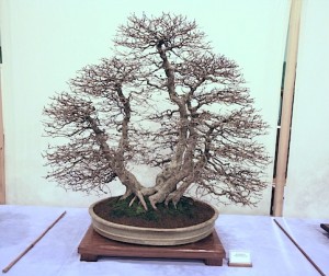 Korean Hornbeam