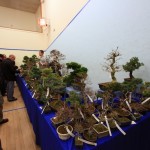 Lee Verhorevoort Bonsai Lee Verhorevoort Bonsai