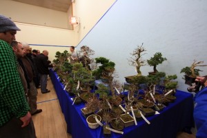 Lee Verhorevoort Bonsai Lee Verhorevoort Bonsai