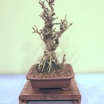Maidenhair tree