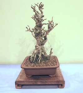 Maidenhair tree Maidenhair tree