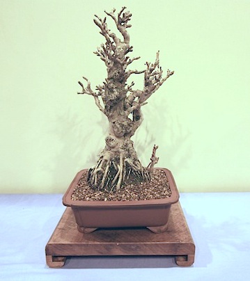 [http://swindon-bonsai.co.uk/wp-content/uploads/2012/02/Maidenhair-tree.jpg]