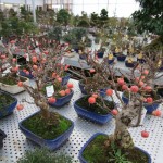 Malus