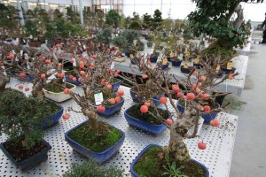 Malus Malus