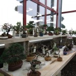 Mame Shohin